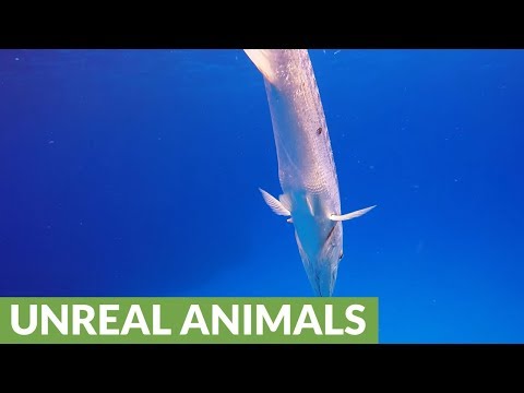 Giant barracuda attacks with torpedo like speed