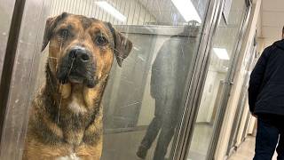 After 4 Years With a Family, He Was Back in a Shelter — But Something Didn’t Add Up