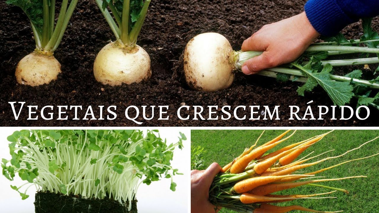 9 Vegetais que Crescem em Menos de 2 Meses