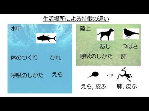 胎生動物の例と特徴