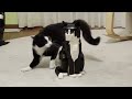 Tuxedo Cat Vs LEGO Tuxedo Cat