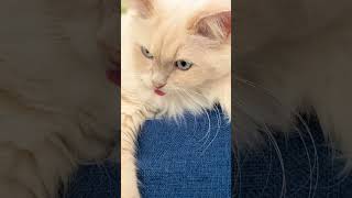 お兄さん舌出てますよ #猫 #我が家のアルタイル氏