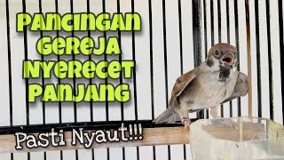 Download lagu Langsung Nyaut‼️Pancingan Burung Gereja Tarung Gacor Nyerecet Panjang Speed Rapat | Kicau Tembak mp3 Download lagu Langsung Nyaut‼️Pancingan Burung Gereja Tarung Gacor Nyerecet Panjang Speed Rapat | Kicau Tembak mp3