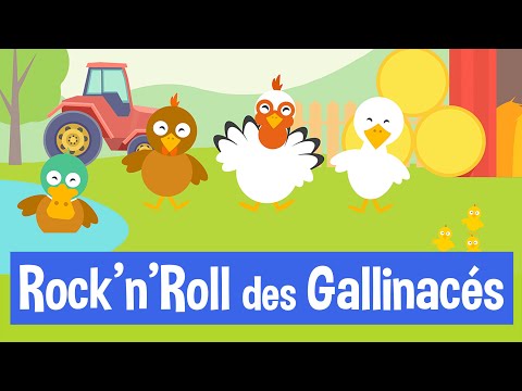 ROCK'N'ROLL DES GALLINACÉS