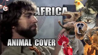 Toto - Africa (Animal Cover)