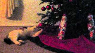 Andrew Bird - Case In Point