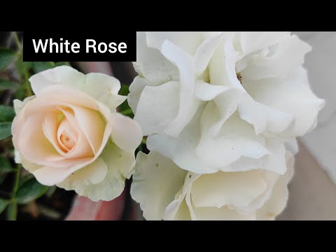 Rose Flower/Rose Bunches/Rose/White Rose/Winter Flowers/Terrace Garden/Gardening/Flower Varities