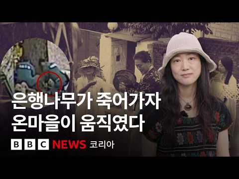 왜 미술관은 100년 넘은 은행나무에 약물을 주입했나?