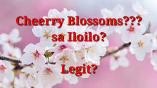 preview picture of video 'Cherry Blossoms??? Sa Iloilo? Totoo?'