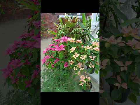 エレバン植物園 - 定義