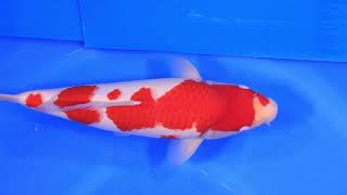 video van Kohaku KO-V24-0508