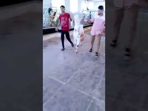 Prince is Coming To Maisha's Farm