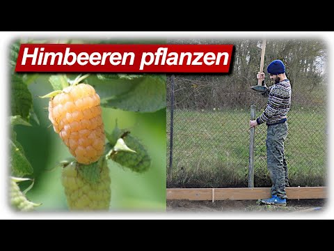, title : 'Himbeeren pflanzen, Rankhilfe bauen | Beerensträucher im Garten'