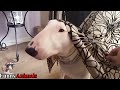 Bull Terrier - TRY NOT TO LAUGH or GRIN: Funny and Cute Bull Terrier Videos Compilation 2017