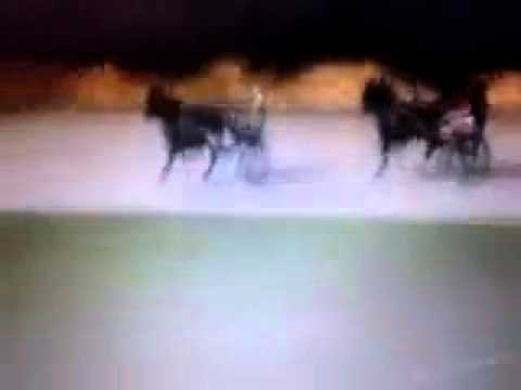 Minitrotter Cavani Gp Casteldaccia 18/10/2016