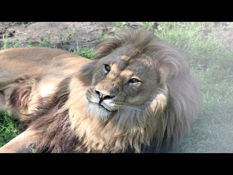 Leeuwen brul / Lion roaring : Olmense Zoo
