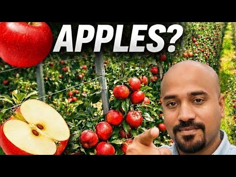 Bharat Berries video 2