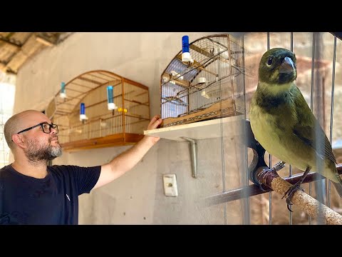 Everything about breeding brown grassquits, including how to put a female in a collared dove's ne...