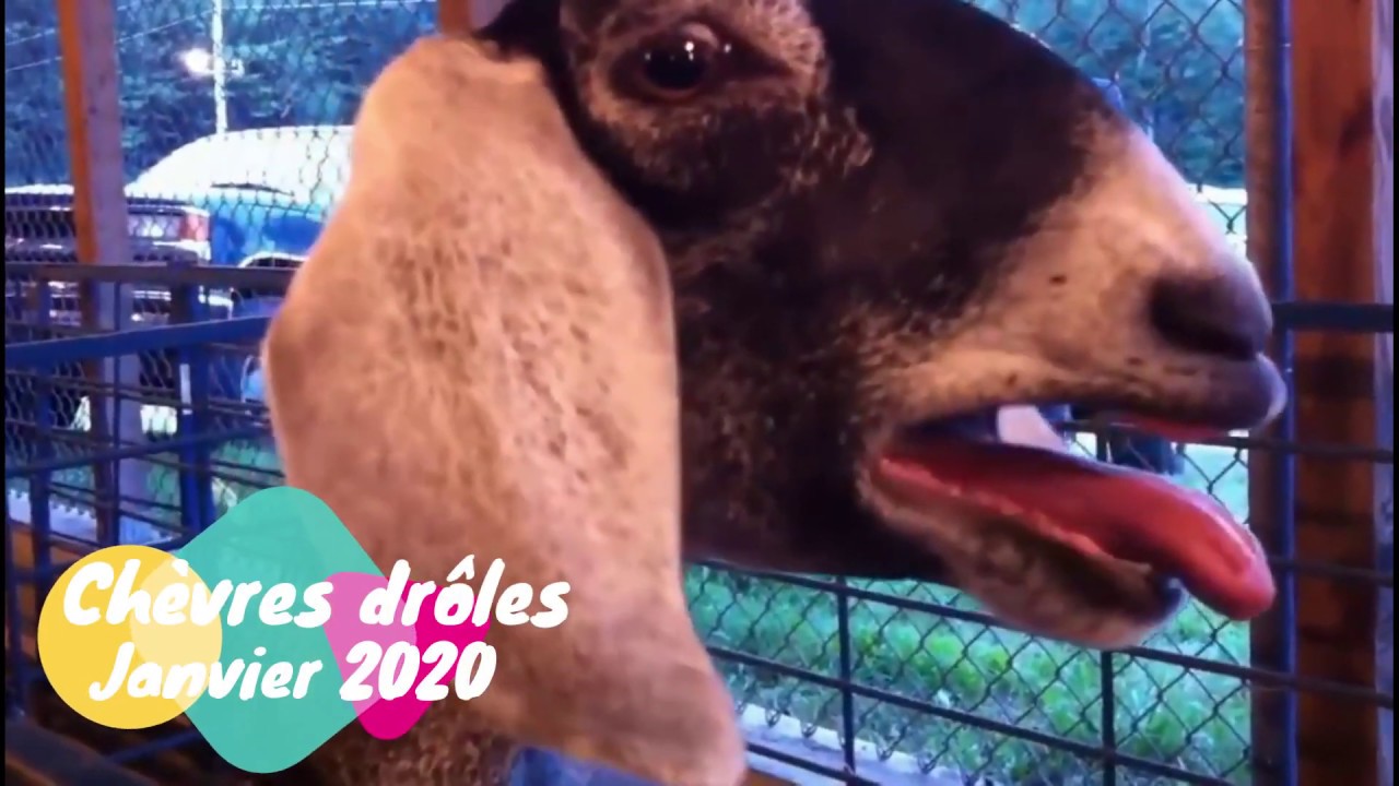 Compilation Top Cri Chèvres Drôles Janvier 2020