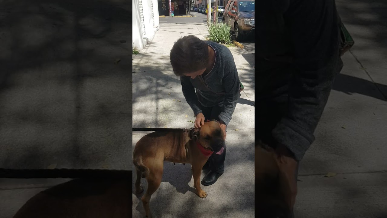 Enlarge LUCKY, a Adoptable mixed breed in Langley, BC video 4/5