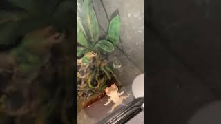 Crested Gecko Reptiles Videos