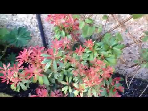 pieris shrubs coming into bloom. care and help. HD