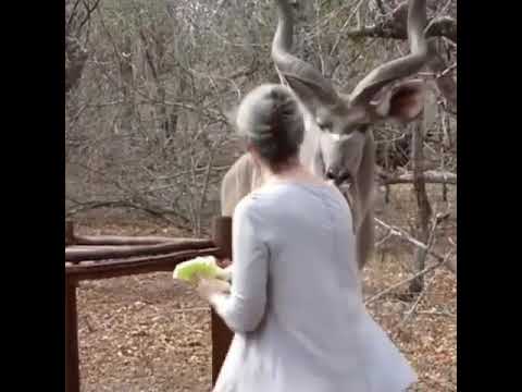 That’s why you don’t feed wild animals 🤯 🥺 #shorts #2021