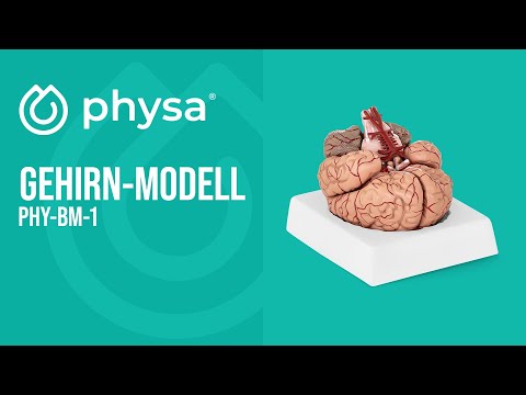 Video - Gehirn-Modell - 9 Segmente - lebensgroß