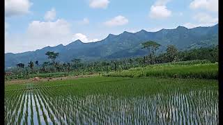 Download lagu story wa 30 detik alam sawah dan pegunungan sejuk sekalii😍😂 mp3