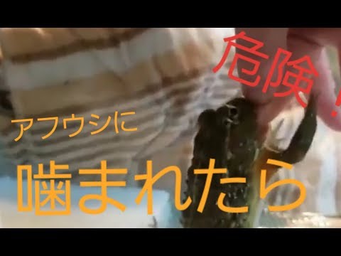 ダルシュ グロ バス ネットワーク - 定義