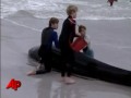 Beached Whales Shot in South Africa