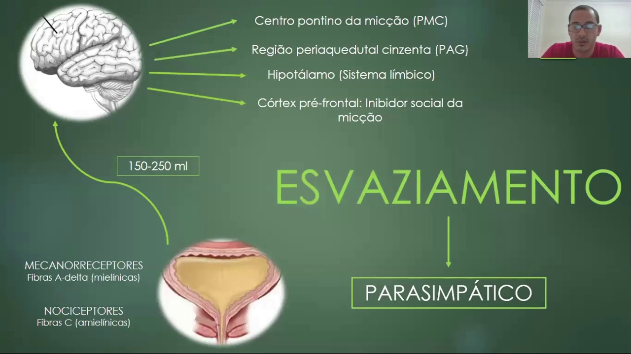 Fisiologia da micção