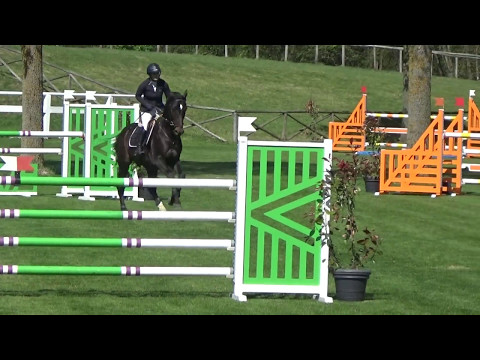 Casanova Casall X Contender stallion born 2011