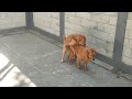 Mating Golden Retriever