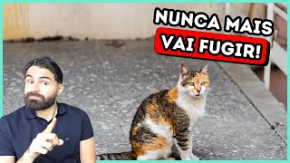 ISSO Vai Fazer Seu Gato NÃO Querer FUGIR De Casa!