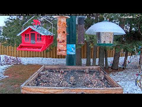Common Redpoll Feeding Frenzy At Ontario FeederWatch Cam – March 23, 2021