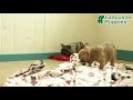 French Bulldog dogs for sale: Minnie - Video 1