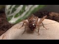Adult male house cricket chirping