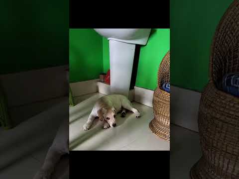 Kalyan Gupta  Year end