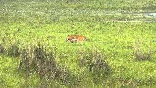 preview picture of video 'Kaziranga National Park - Assam - Indien Tiger während Jeeptour im März 2013'