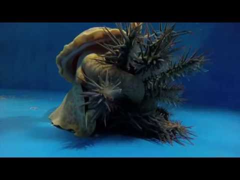 Understanding the genetic basis of chemicals produced by crown-of-thorns starfish during aggregations or when alarmed by the predatory giant triton snail may help with developing biotechnologies to attract or disperse the species. This timelapse shows a giant triton hunting and feeding on the coral-eating starfish.