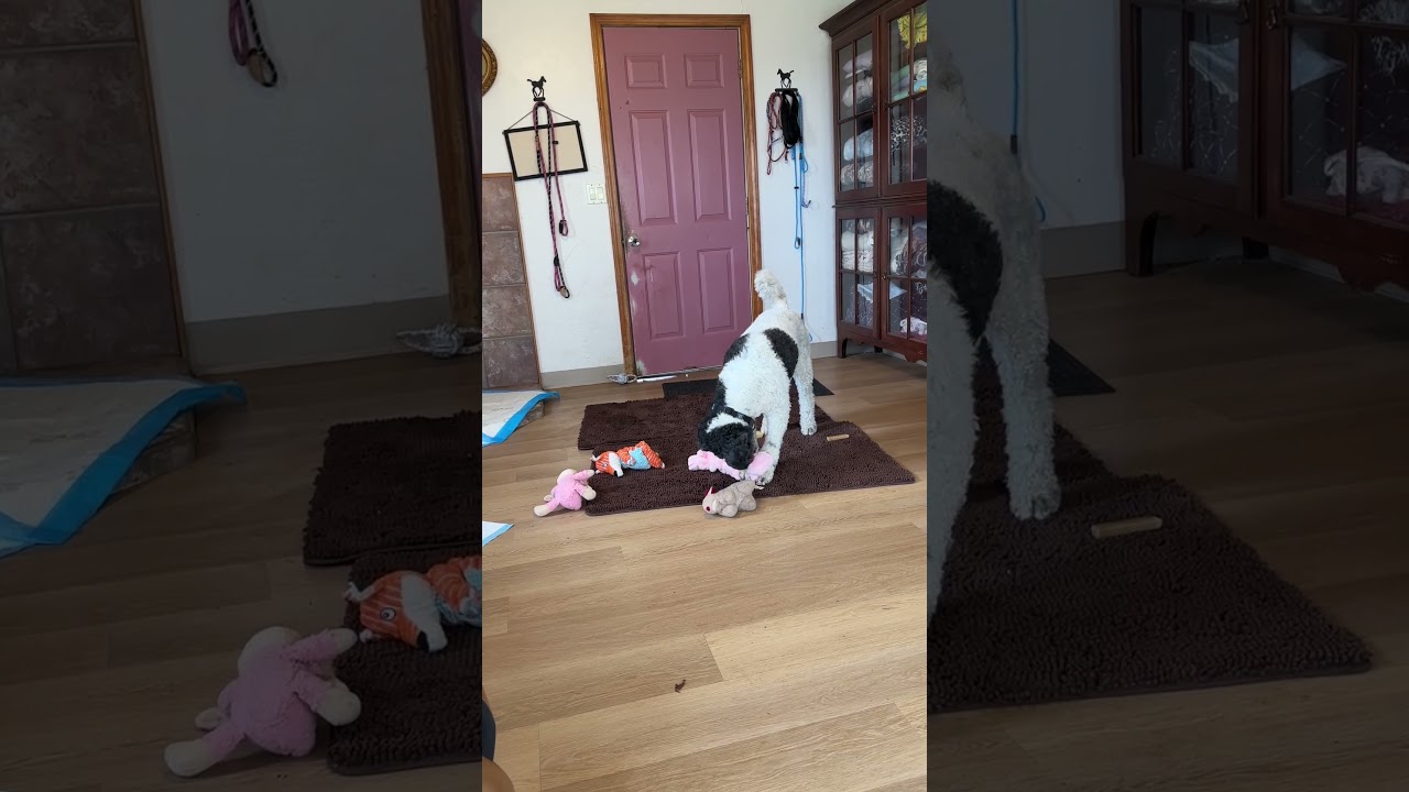 Enlarge Ruthie, a ADOPTABLE Standard Poodle in Sheridan, OR video 4/4