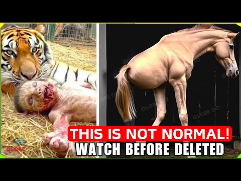 You don't see this every day! Crazy 1-in-a-Billion Animals in Zoos Caught on Camera!