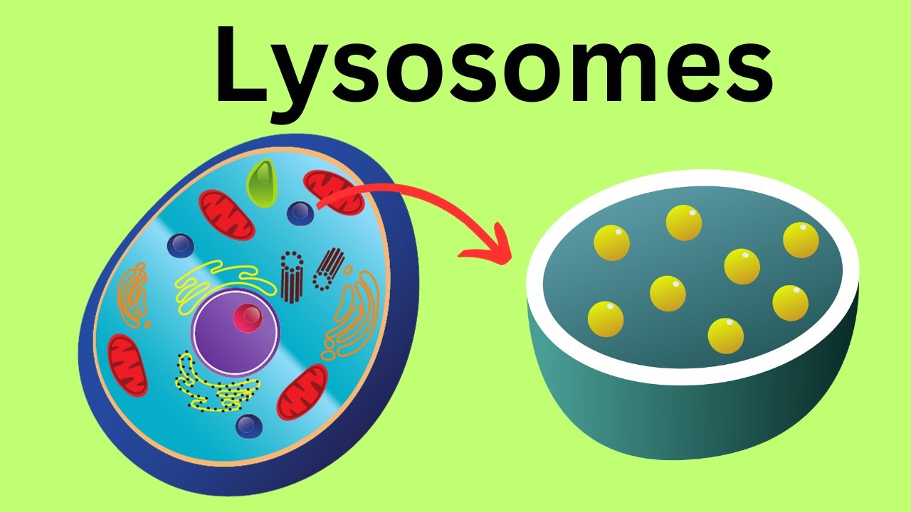 Lysosomes -Parts of the Cell