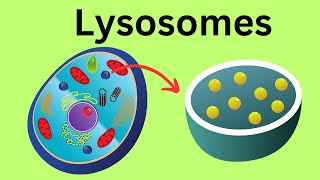 Lysosomes -Parts of the Cell