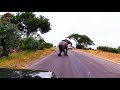 The Trumpeting Symphony A Majestic Elephant S Roar एक हाथी जो जोर से स�