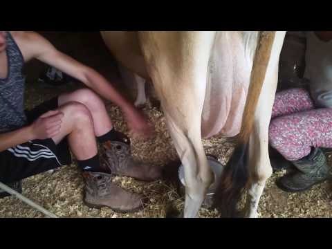Alliah milking Lizbeth
