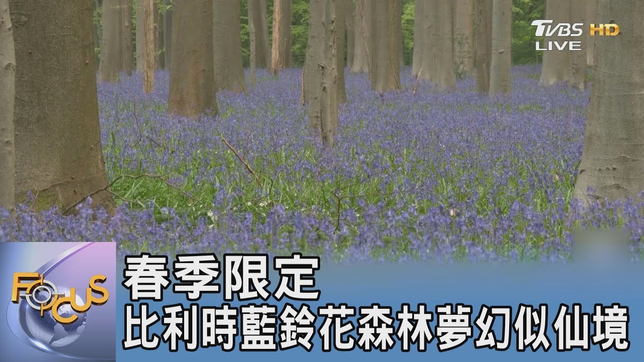 春季限定 比利時藍鈴花森林夢幻似仙境