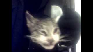 Video 00055