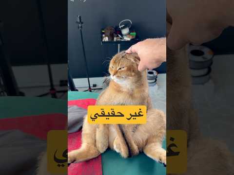 لما ترتب غرفه مقدم خدع بصريه !